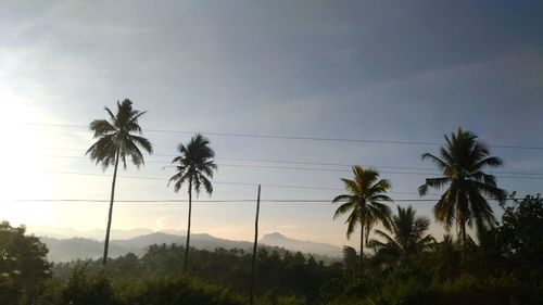 Palm trees on landscape against sky