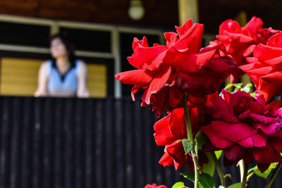 Close-up of red rose flowers