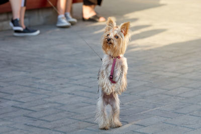 Cute curious yorkshire terrier dog