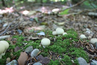 High angle view of mushrooms growing on field