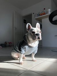 Dog looking away while sitting on tiled floor at home