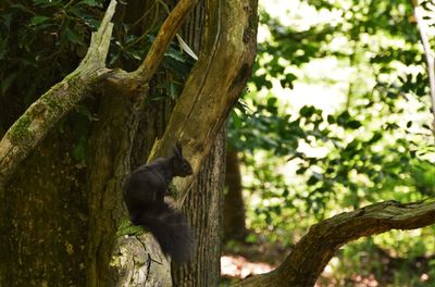 Monkey on tree branch