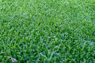 Full frame shot of green field