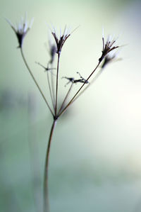 Close-up of plant