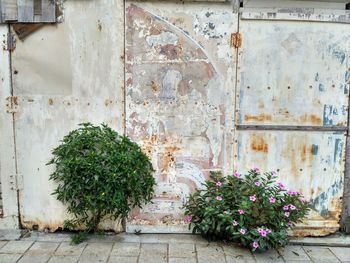 Close-up of plants