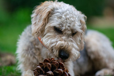 Close-up portrait of a dog