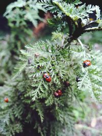 Close-up of ladybug on plant