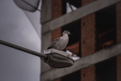 Low angle view of seagull perching on roof against building