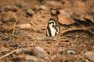 Close-up of butterfly on rock