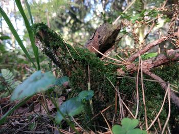 Close-up of plants growing on field in forest