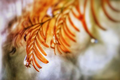 Close-up of crab