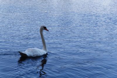 Swan swimming on lake