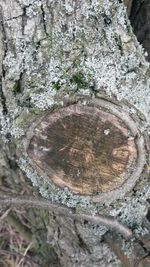 Close-up of tree trunk