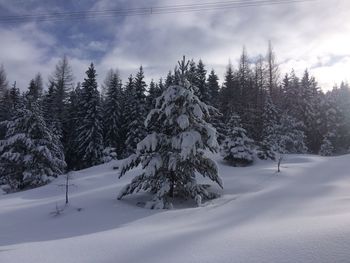 Trees on snow covered landscape against sky