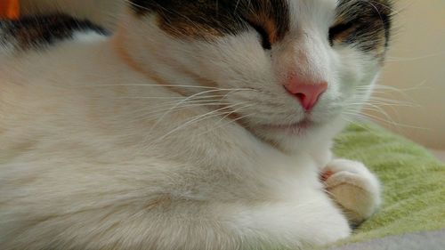 Close-up of cat with eyes closed