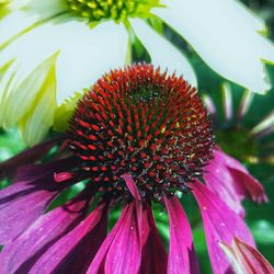 Close-up of red flower