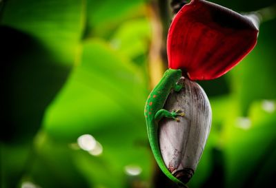 Close-up of red flower