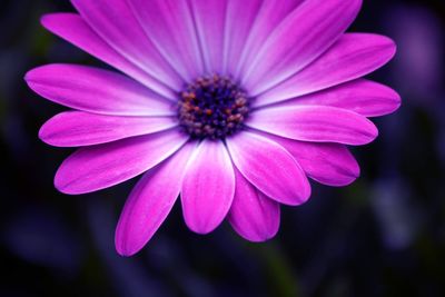 Close-up of pink flower