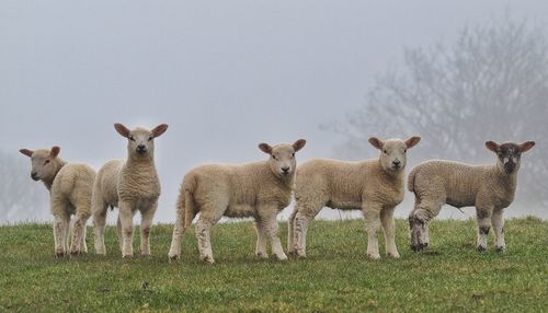 Portrait of sheep on field against sky