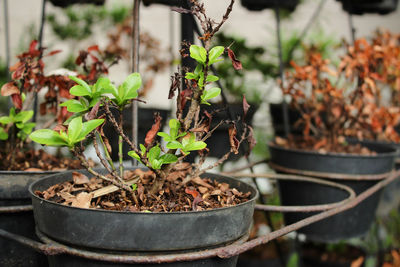 Close-up of potted plant in yard