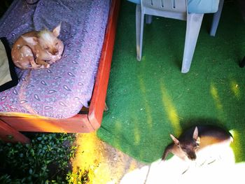 High angle view of dog sleeping on table