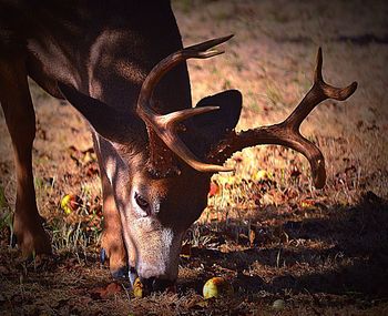 View of cow in field