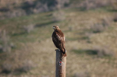 Bird perching on wooden post