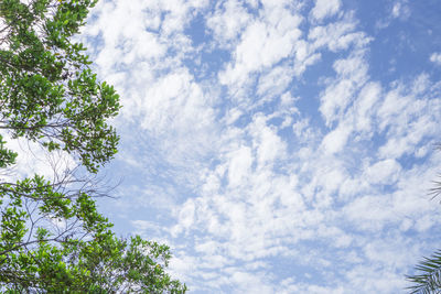 Low angle view of trees against sky