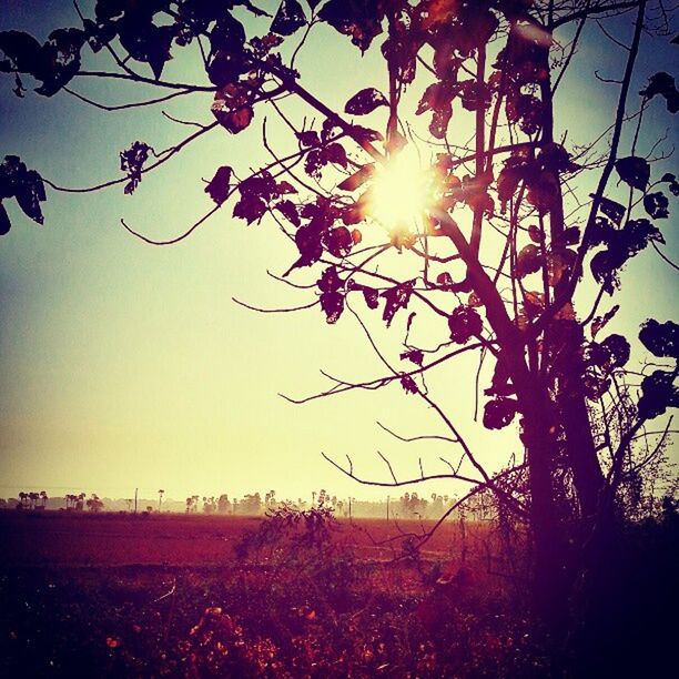 sun, sunset, sunlight, growth, sunbeam, beauty in nature, nature, lens flare, tree, flower, sky, branch, field, tranquility, plant, scenics, tranquil scene, silhouette, landscape, fragility