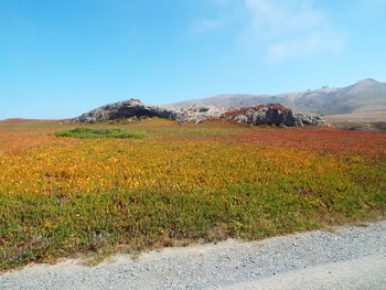 Scenic view of field against clear sky