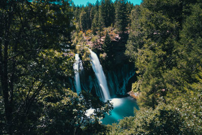 Scenic view of waterfall in forest