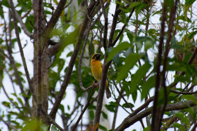 Low angle view of bird perching on branch