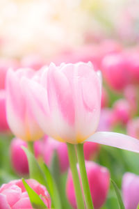 Close-up of pink tulip