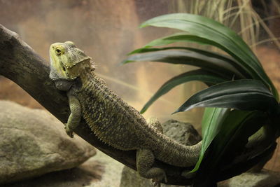 Close-up of a lizard