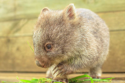 Close-up of an animal