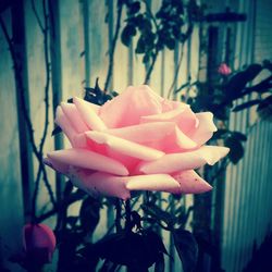 Close-up of pink rose