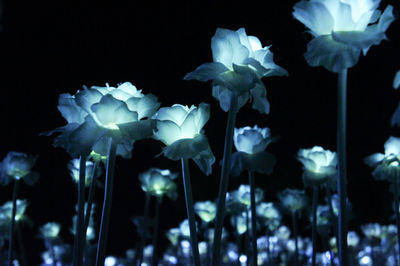 Close-up of flowers blooming outdoors