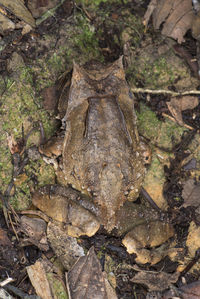 High angle view of a lizard on land