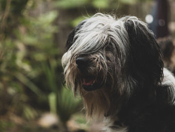 Close-up of a dog