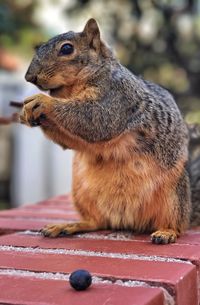 Close-up of squirrel