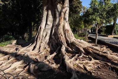 Tree roots against sky