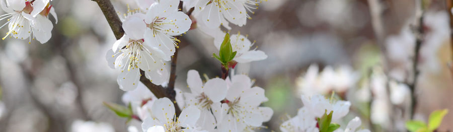 Close-up of white flowering plant