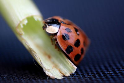 Close-up of ladybug on leaf