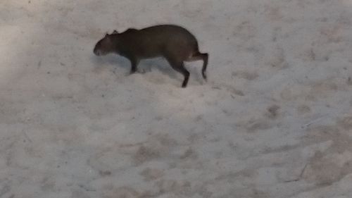 Horse standing on ground