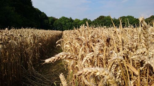 Wheat field