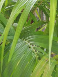 Full frame shot of palm leaves