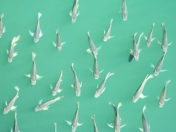 High angle view of fish swimming in pond