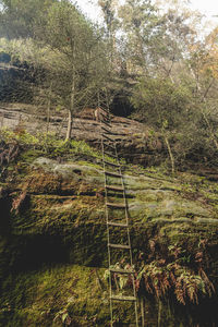 Plants growing on land in forest