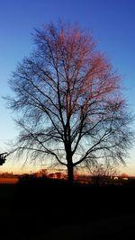 Bare trees on field at sunset