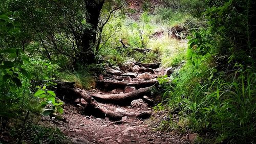 Plants in forest